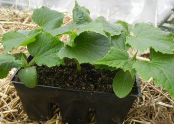 Розсаду огірків не заглиблюють