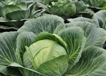 Із кожного куща – по капустині