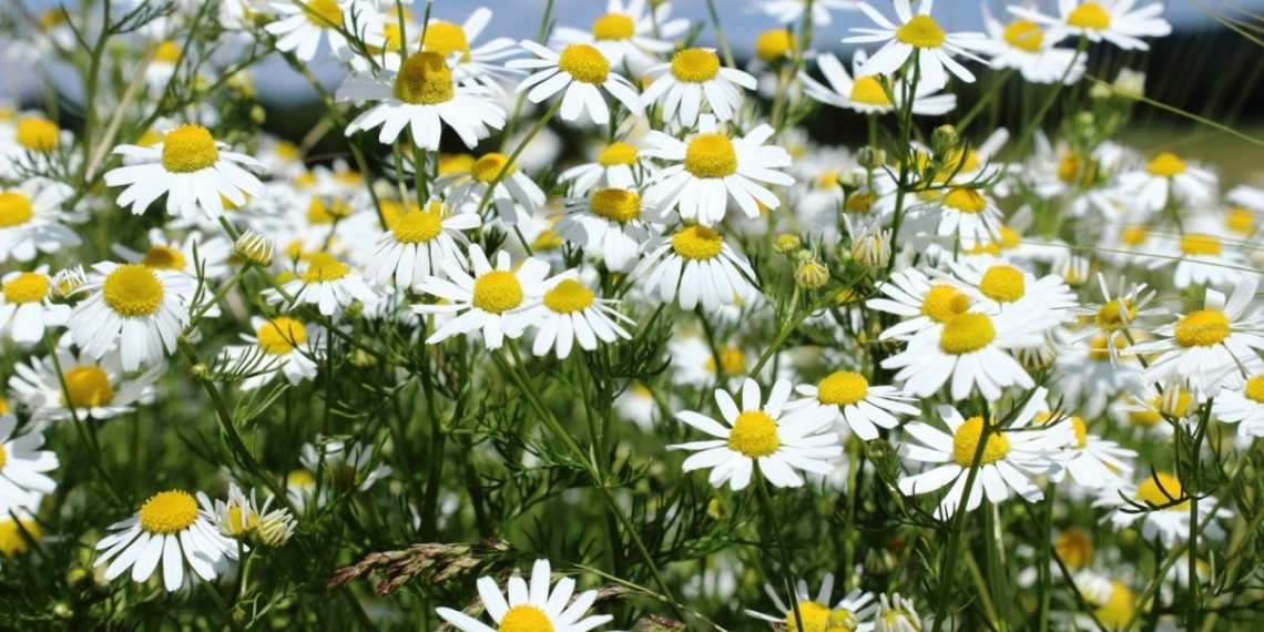 Настоянка для метеочутливих