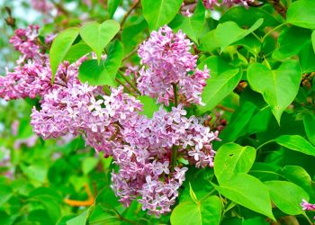 Кущ відцвів, що далі?