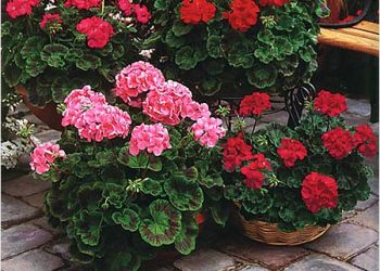 Вазони «переїжджають» на свіже повітря