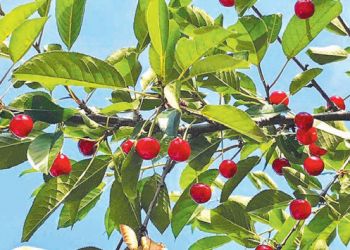 Червень на городі, в саду та квітнику