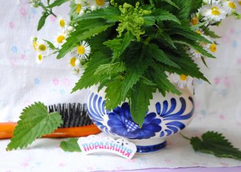 То не чудо і не диво, а звичайная кропива