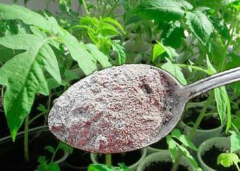 Зола підживить і захистить