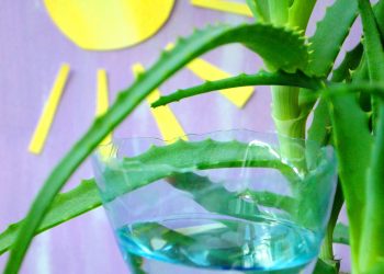 Як захистити кімнатні рослини від сонця?