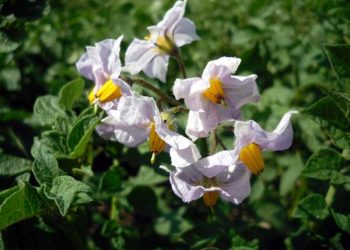 Совка, ведмедка та хрущ на картоплі: як боротися