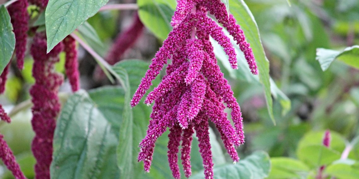 Маленька сівозміна: амарант після часнику