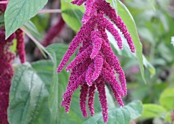 Маленька сівозміна: амарант після часнику