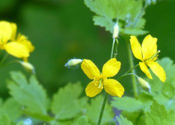 “Для лікування олія чистотілу виявилася ефективнішою…”