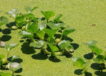 Чим корисна птиці ряска