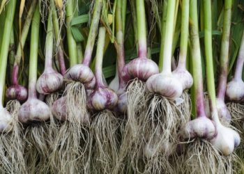 Не забаріться зі збиранням озимого часнику
