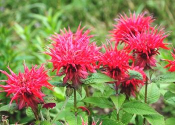 Пучечок монарди знищує цвіль