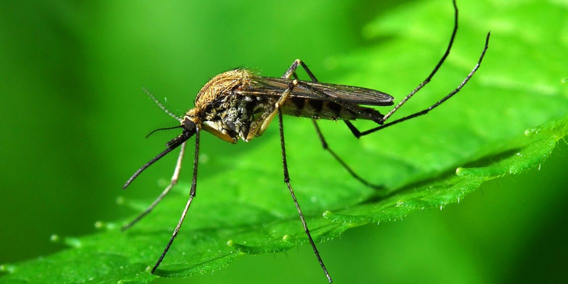 Кого комарі кусають частіше та які хвороби переносять