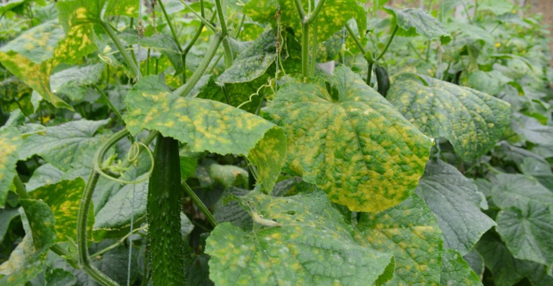Несправжня роса на огірках: що робити