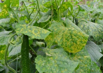 Несправжня роса на огірках: що робити