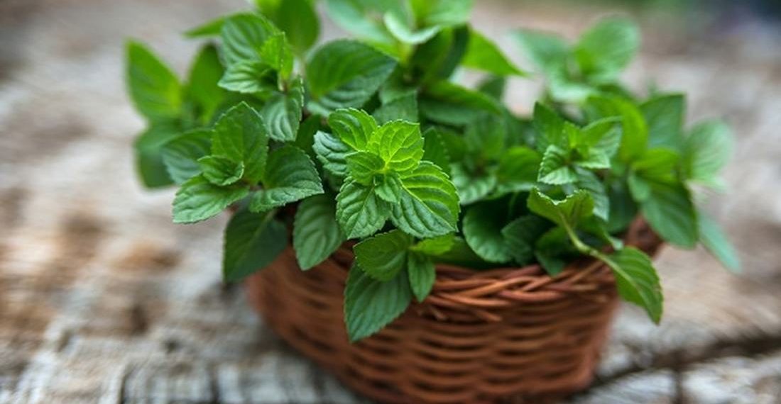 Рецепти здоров’я: лікувальний аромат м’яти