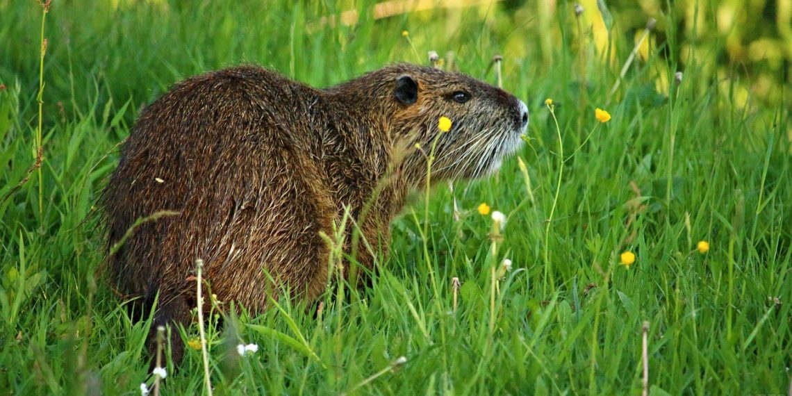 Нутріям улітку давайте траву