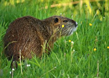 Нутріям улітку давайте траву