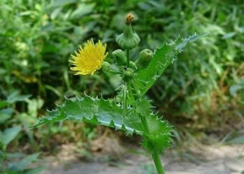 Осот на городі: навіть із бур’яну буде користь!
