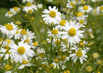 Час збирати ромашку