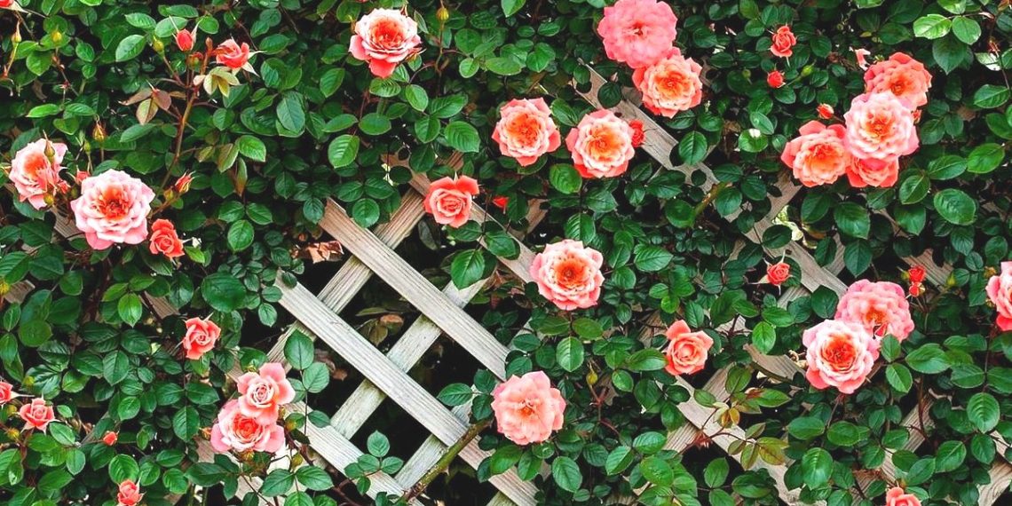 Такій красуні потрібна надійна підтримка