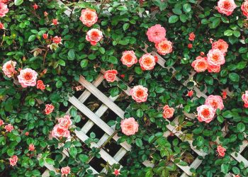 Такій красуні потрібна надійна підтримка