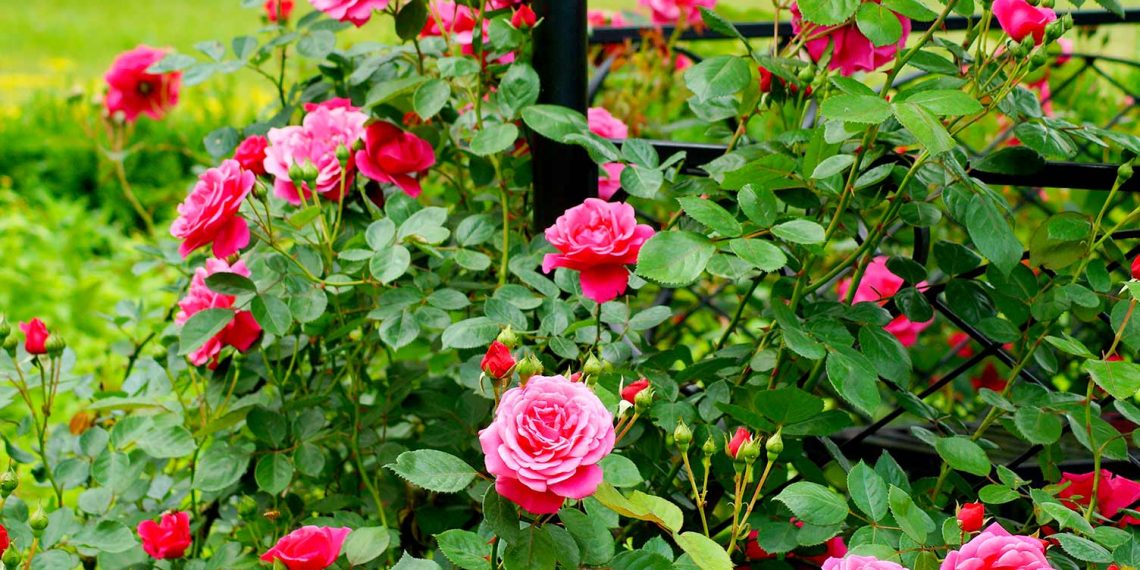 Чого хоче троянда?   7 правил догляду