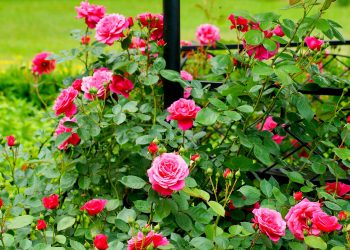 Чого хоче троянда? 7 правил догляду