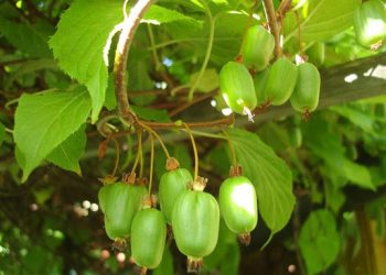 Актинідія боїться котів