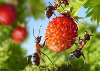 Мурах нагодуйте… манкою