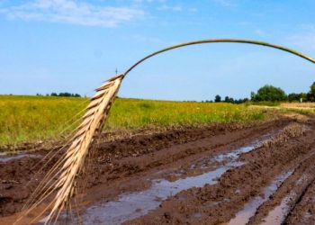 Заливні дощі можуть залишити без врожаю