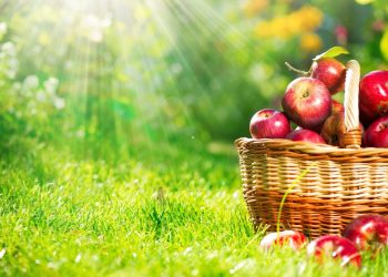 Серпень: сезонні роботи на городі, в саду та квітнику