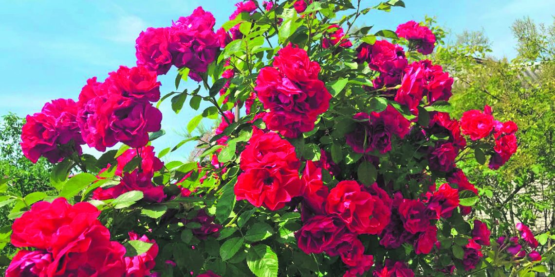 Липень на городі, в саду та квітнику