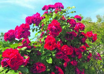 Липень на городі, в саду та квітнику