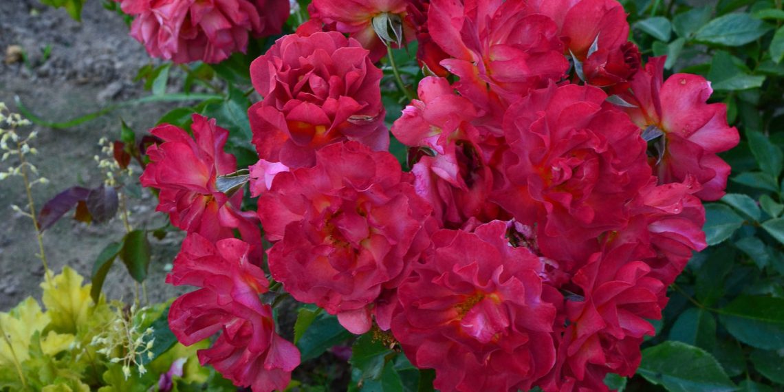 Чому троянди іржаві?