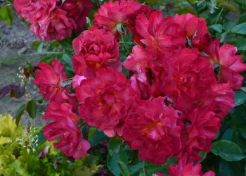 Чому троянди іржаві?