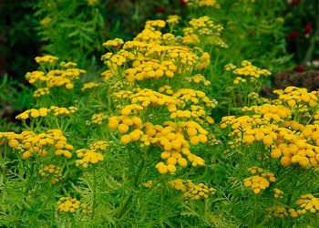 Ароматний чай з кануферу