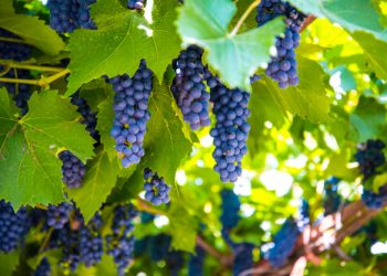 Захистіть виноград від хвороб