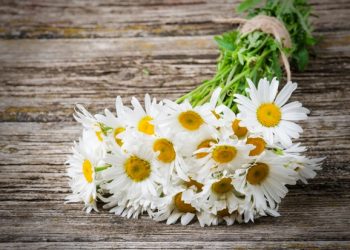 Ромашка від мішків під очима