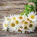 Ромашка від мішків під очима