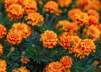 Проти попелиці — чорнобривці