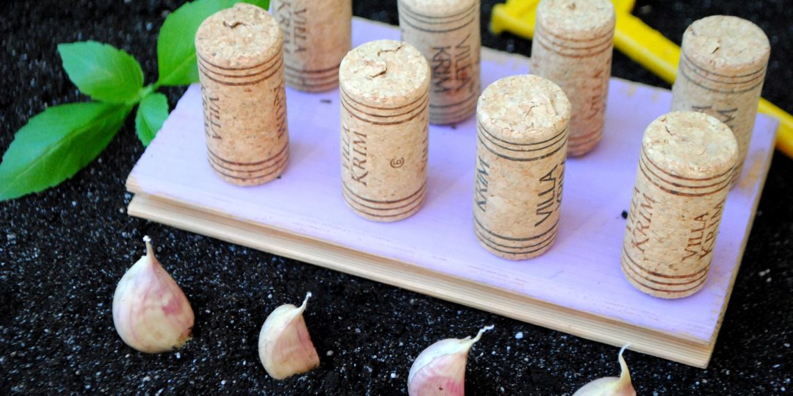 Помічник для посадки часнику