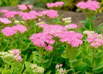 Очиток росте і на бідних грунтах