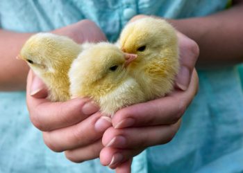 Синій йод для курей