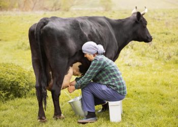 Чому молоко водянисте?