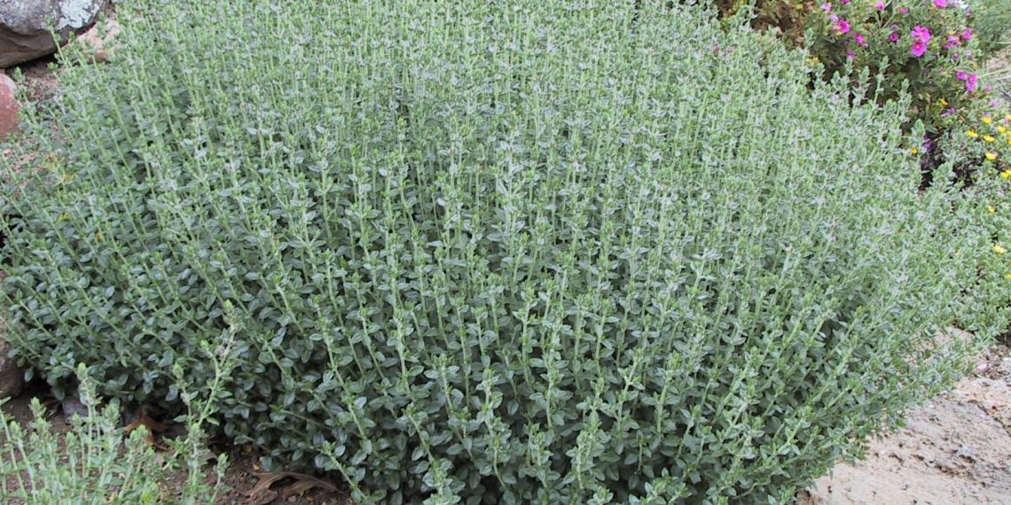 Вічнозелений самосил