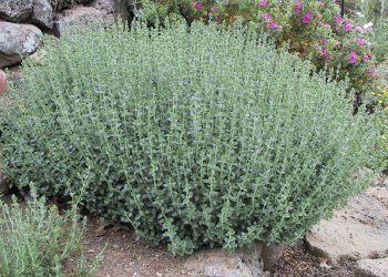 Вічнозелений самосил