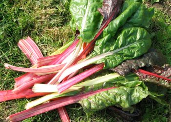 Що робити з бадиллям після збирання врожаю