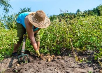 Як і картоплю викопати, і спину не надірвати