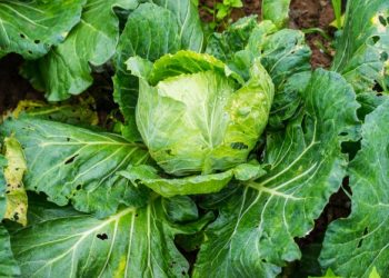 Капусту можна обробити настоянкою валеріани